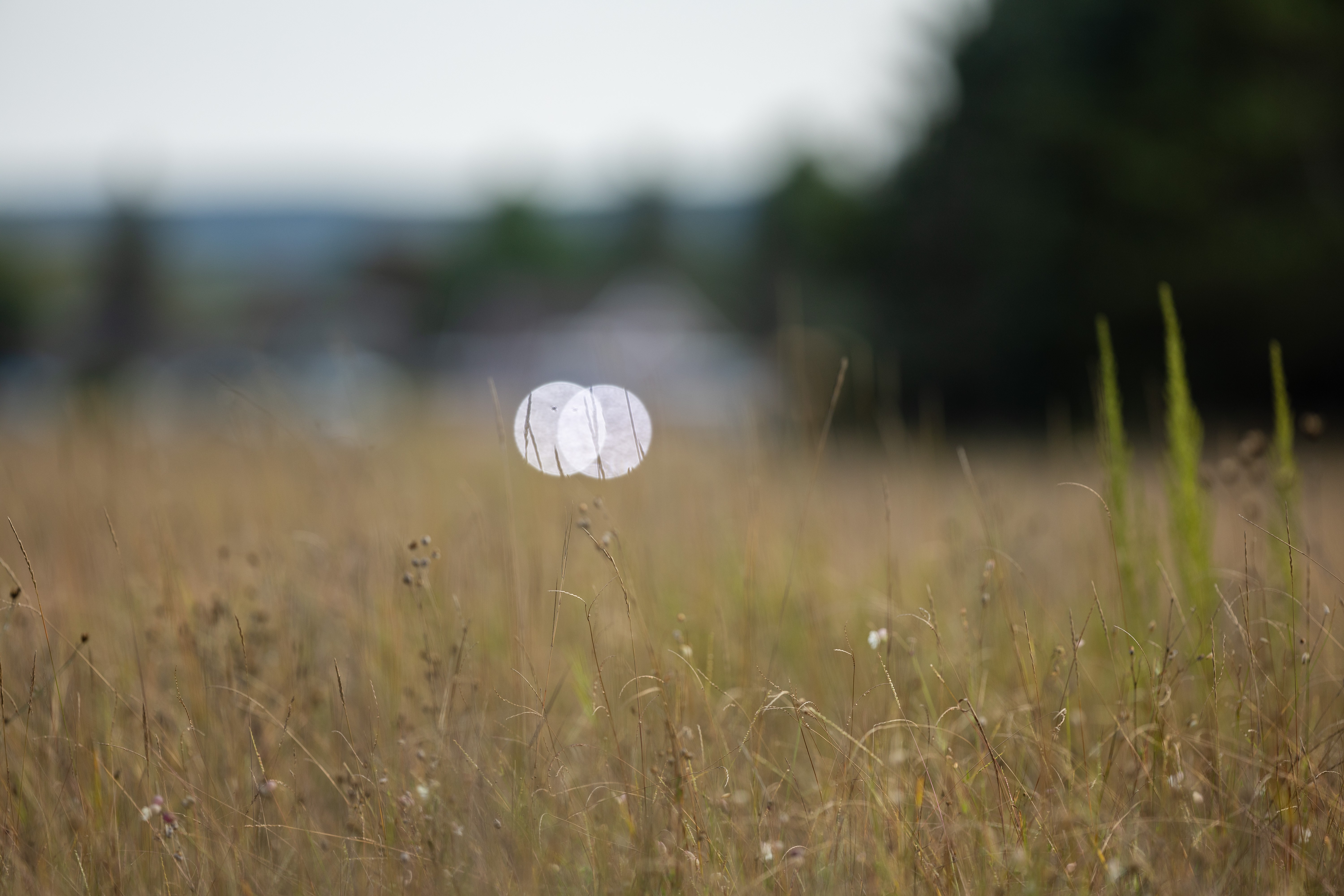 131A8619A.jpg